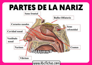 La nariz y sus partes