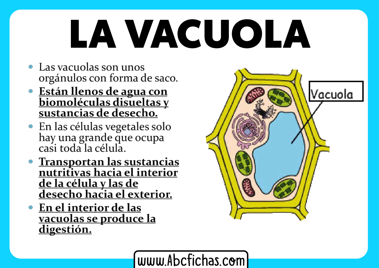 La vacuola funcion y partes