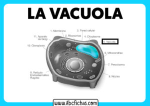 La vacuola y sus partes