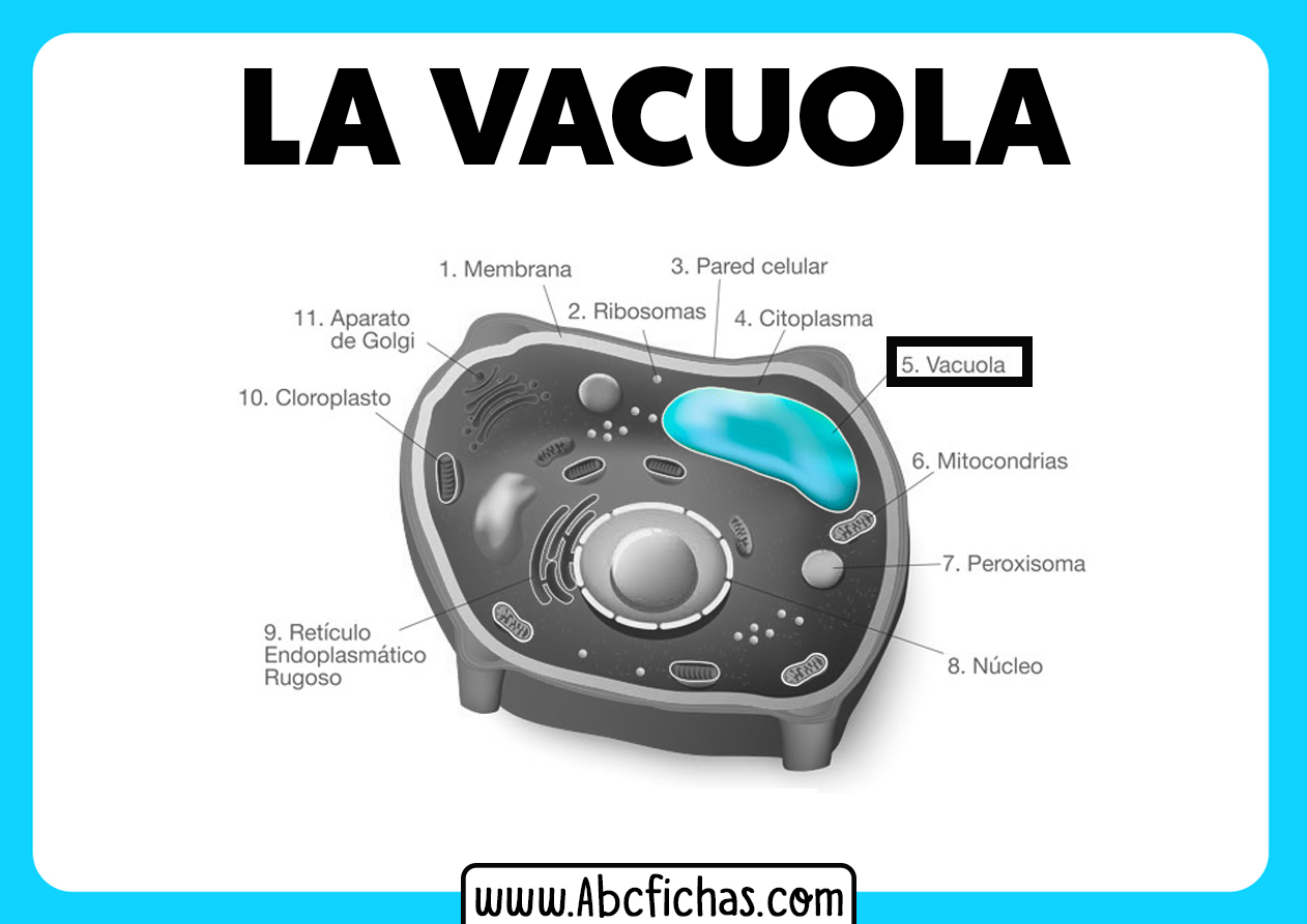 La vacuola y sus partes