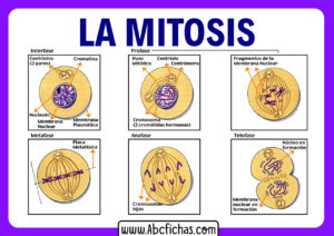 Las fases de la mitosis