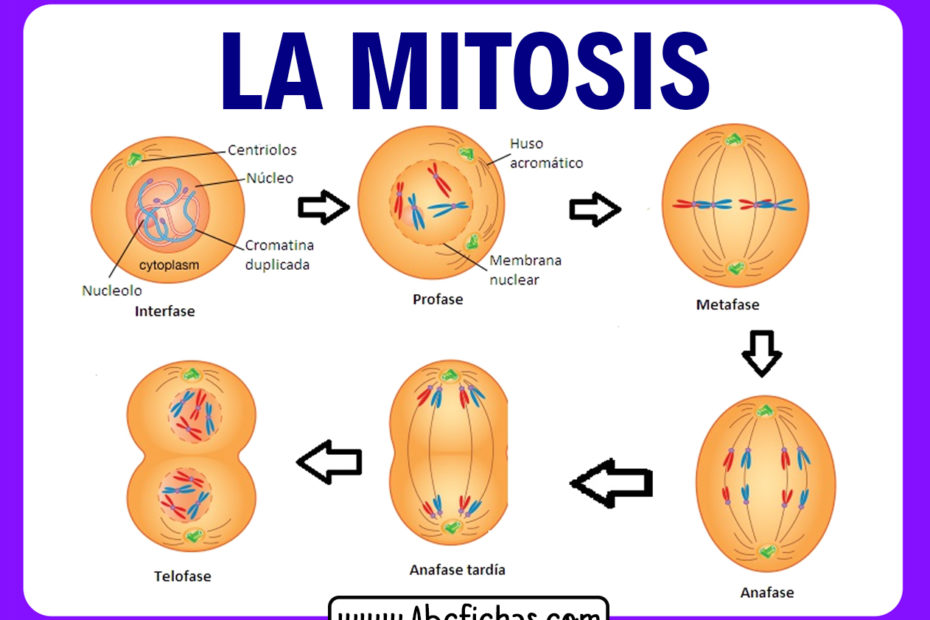 Las partes de la mitosis