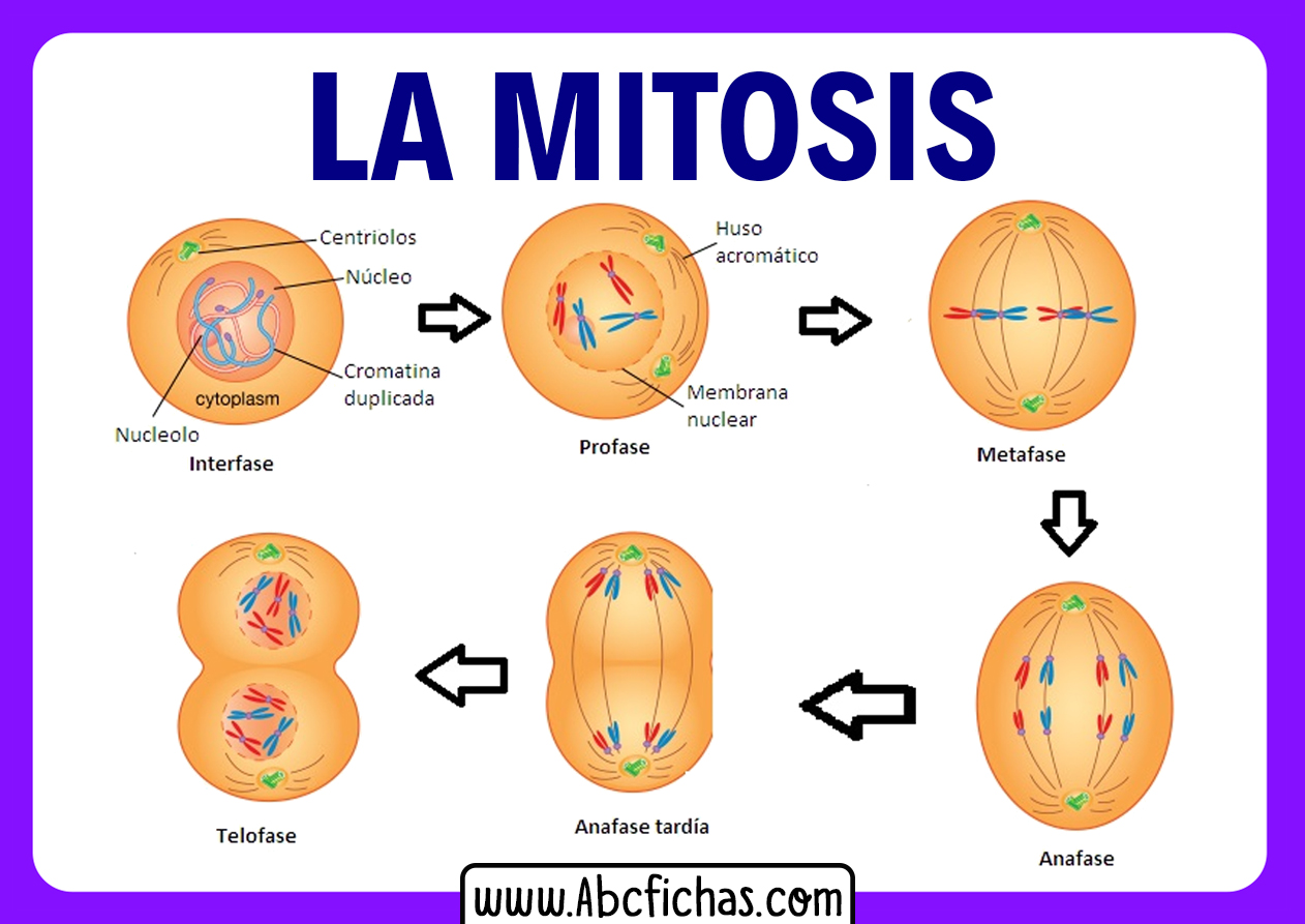 Las Partes De La Mitosis Abc Fichas