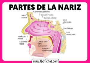 Las partes de la nariz