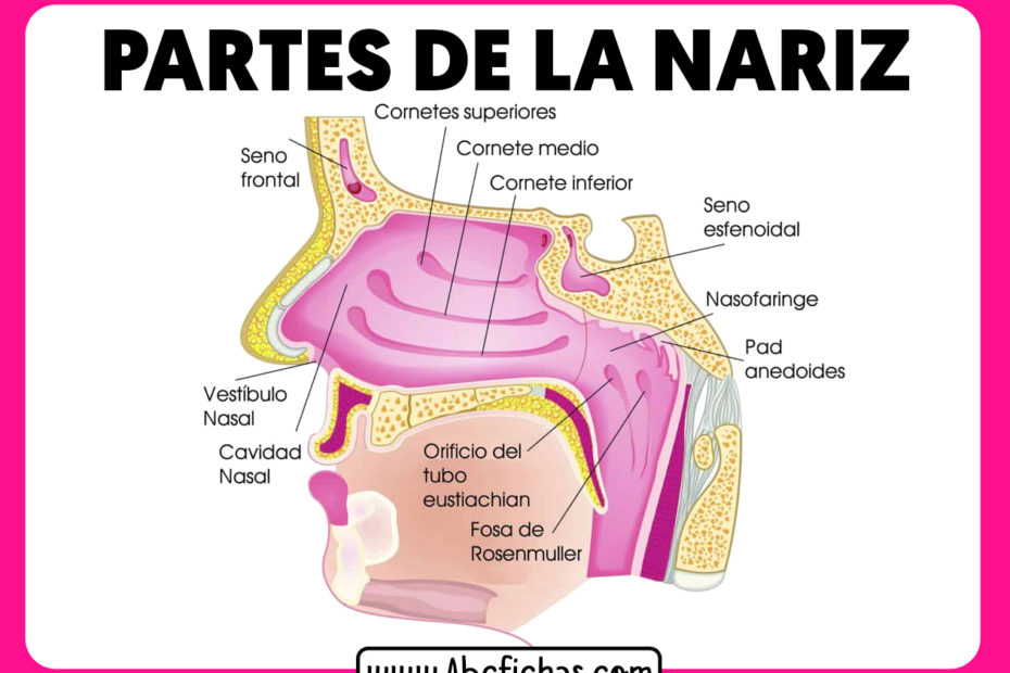 Las partes de la nariz