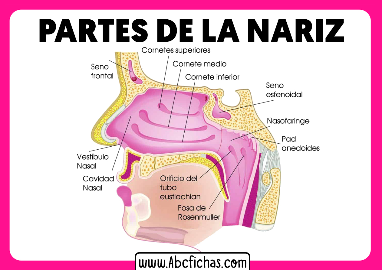 Las partes de la nariz