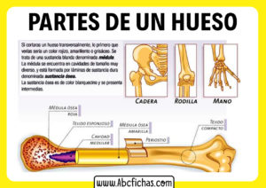 Las partes de un hueso