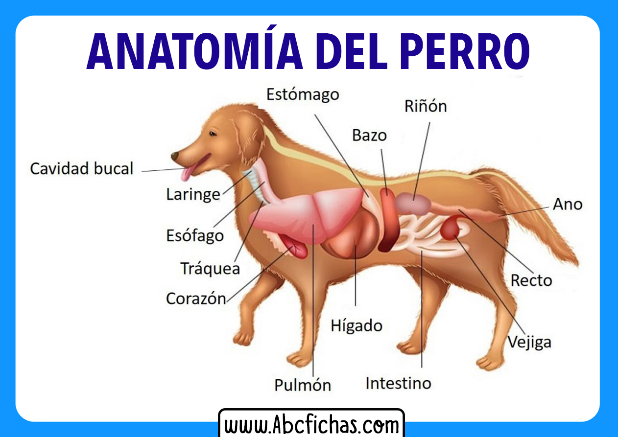 Las partes de un perro