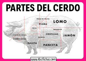 Las partes del cerdo