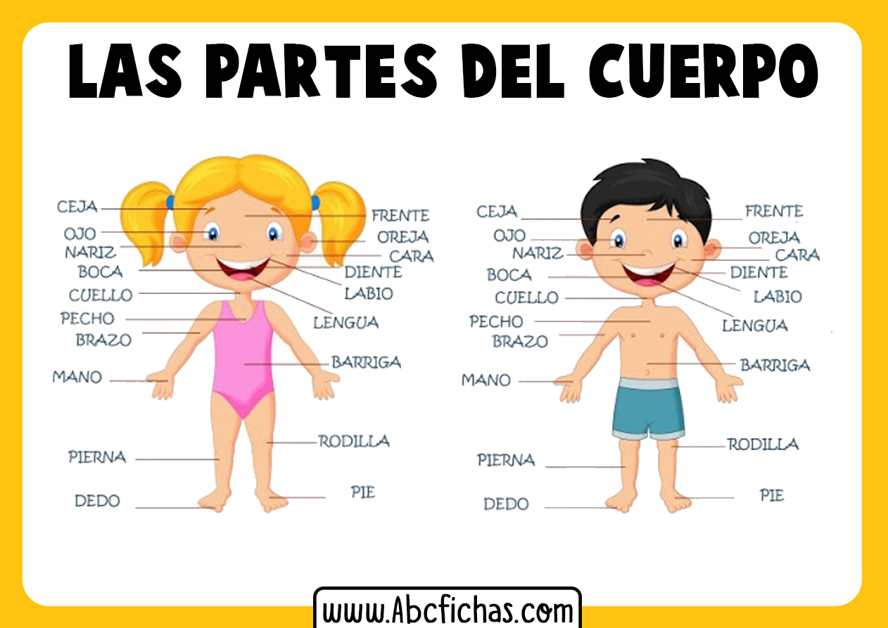 Las partes del cuerpo para niños