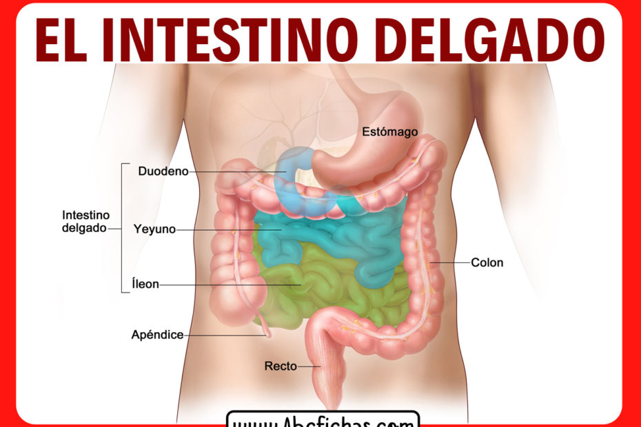 Las partes del intestino delgado
