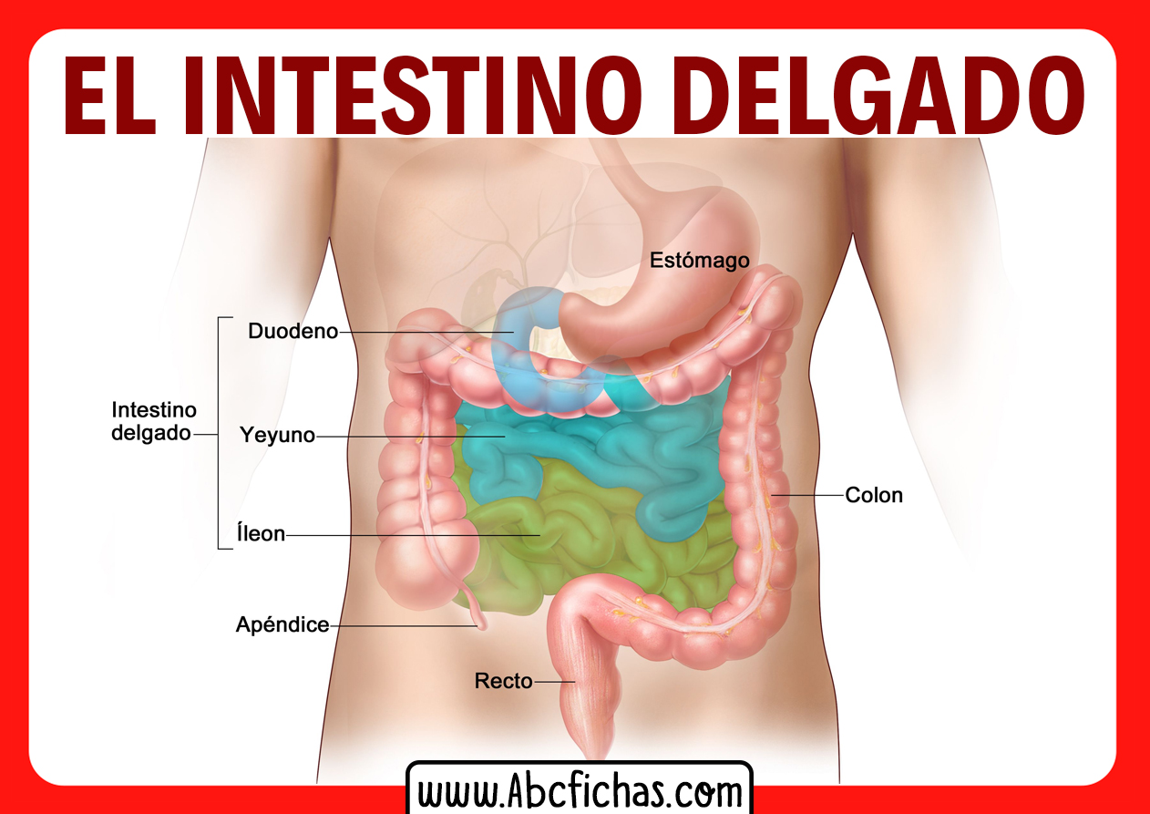 Las partes del intestino delgado