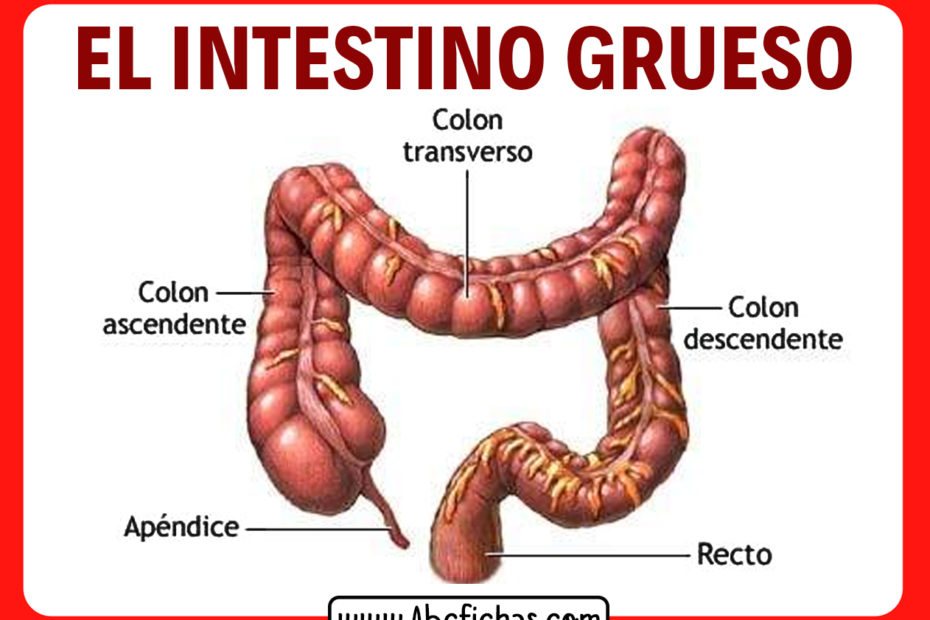 Las partes del intestino grueso humano