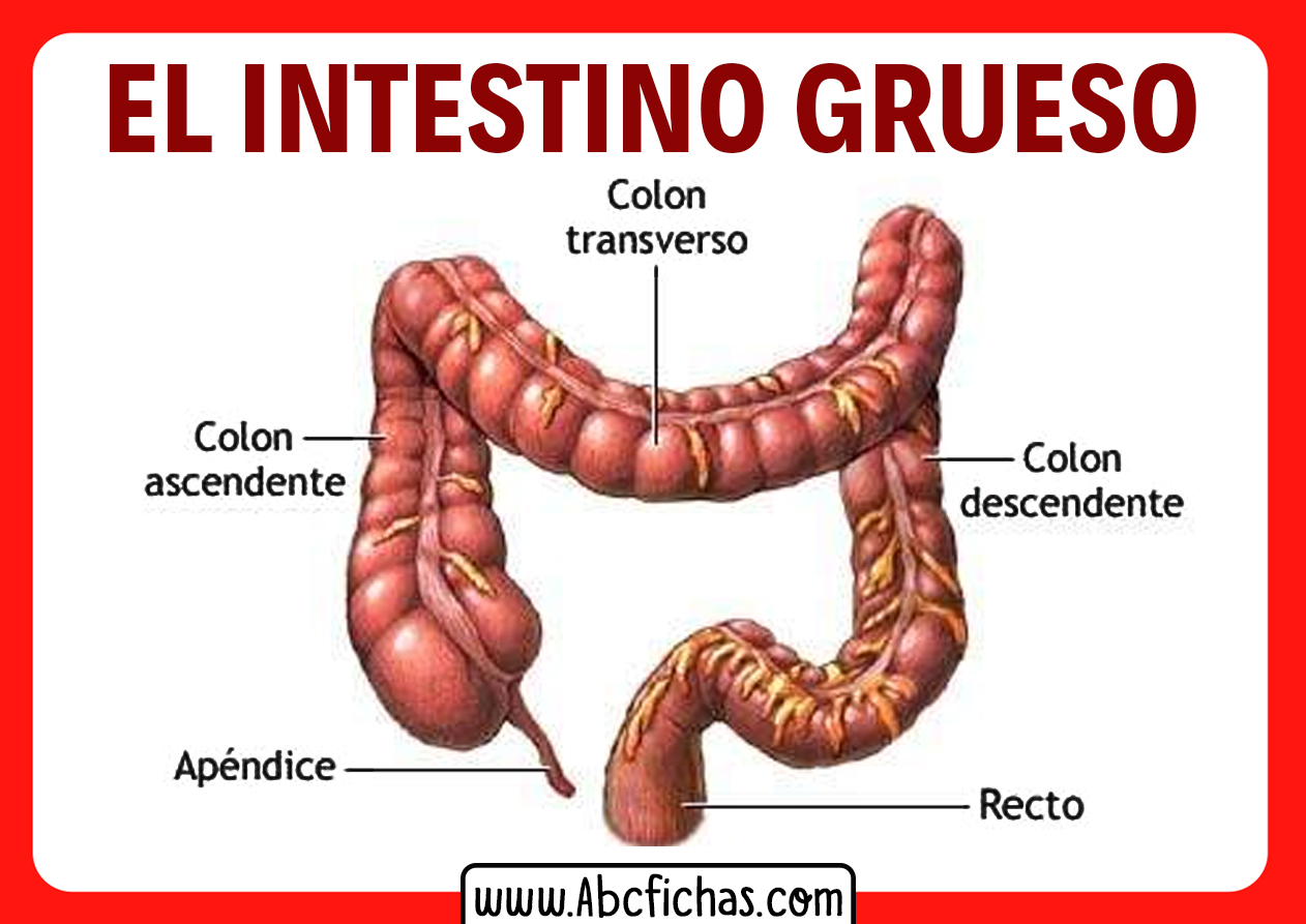 Las partes del intestino grueso humano
