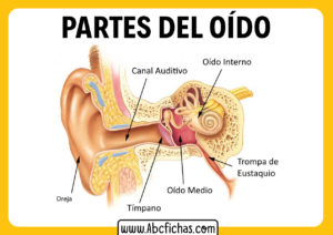 Las partes del oido interno y externo