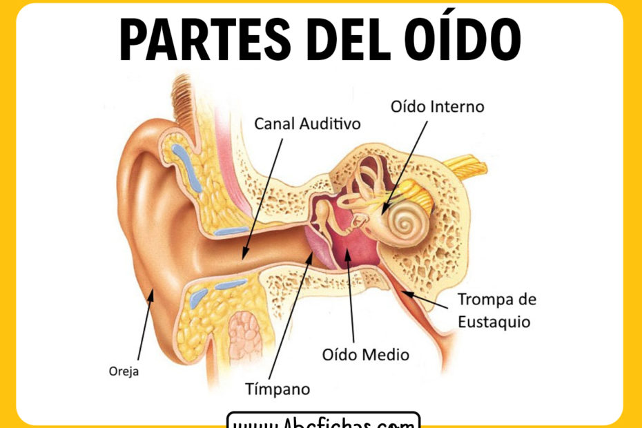 Las partes del oido interno y externo