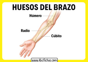Las partes del brazo y sus huesos