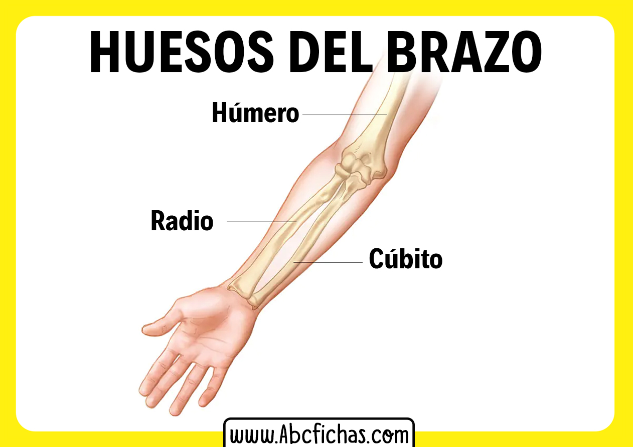 Las partes del brazo y sus huesos