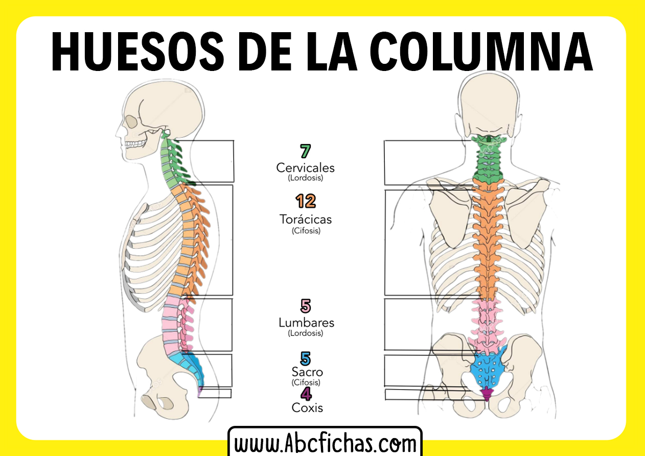 Las vertebras de la columna