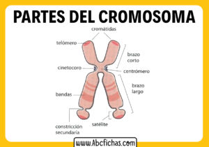 Las partes de un cromosoma