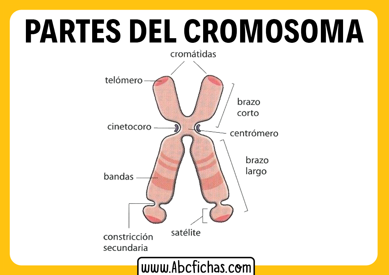 Las partes de un cromosoma