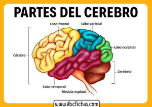 Lobulos del cerebro