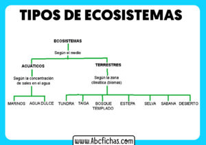 Los ecosistemas y sus tipos