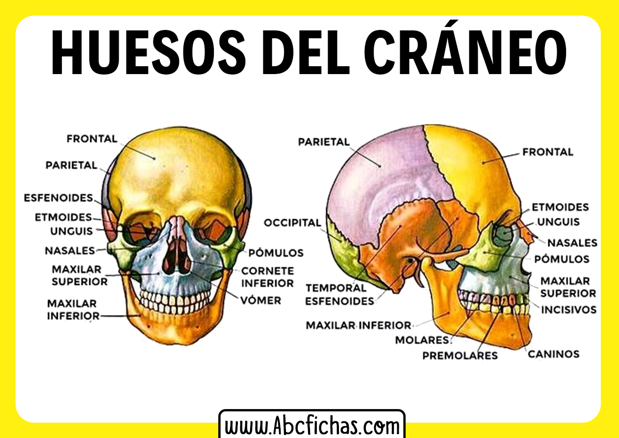 Los huesos de la cabeza