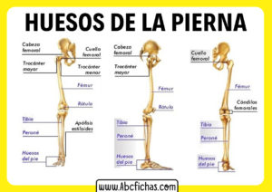 Los huesos de la pierna