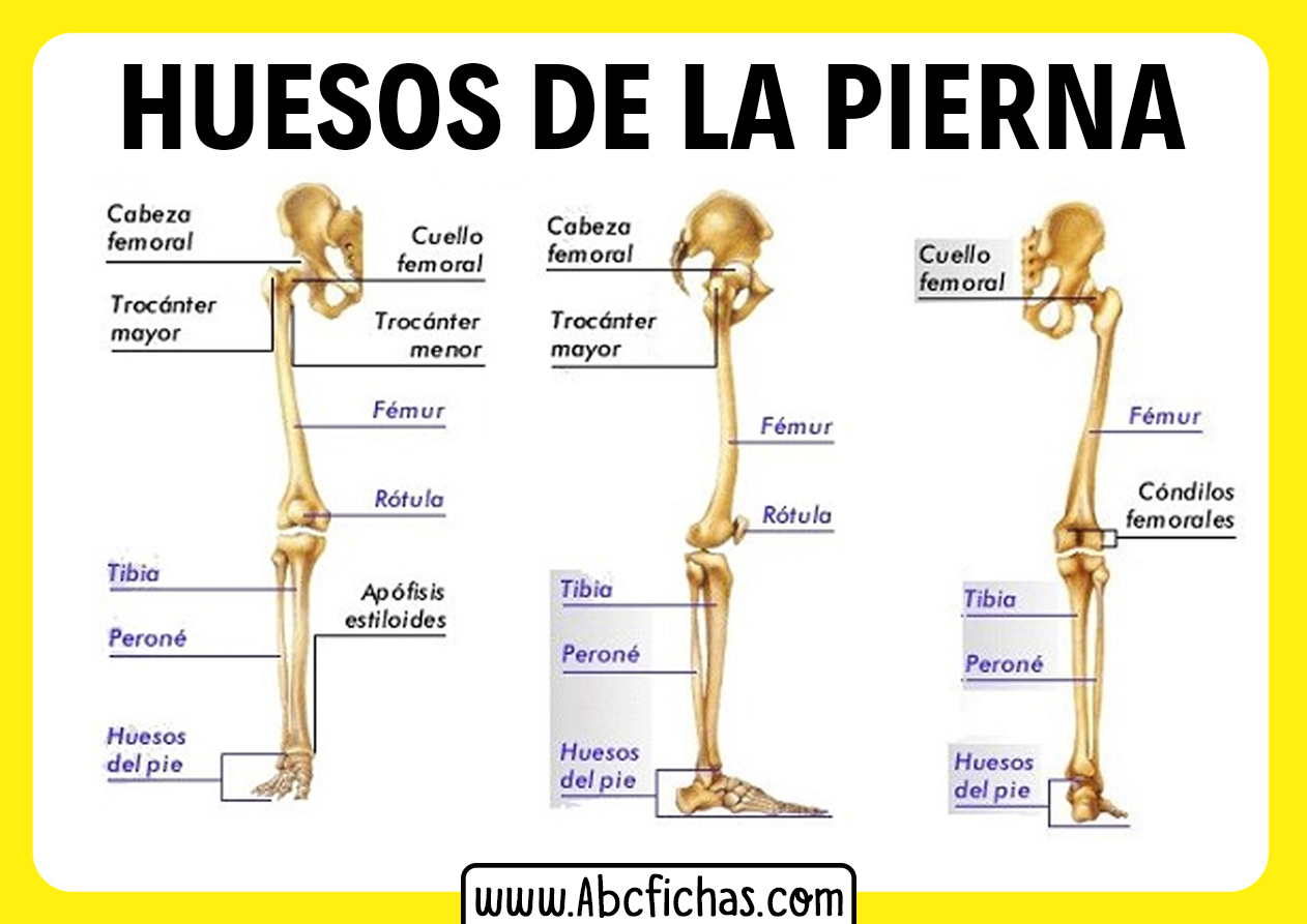 Los Huesos De La Pierna Abc Fichas