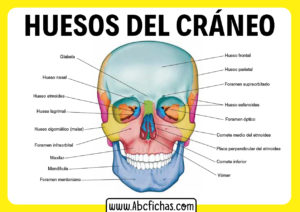 Los huesos del craneo