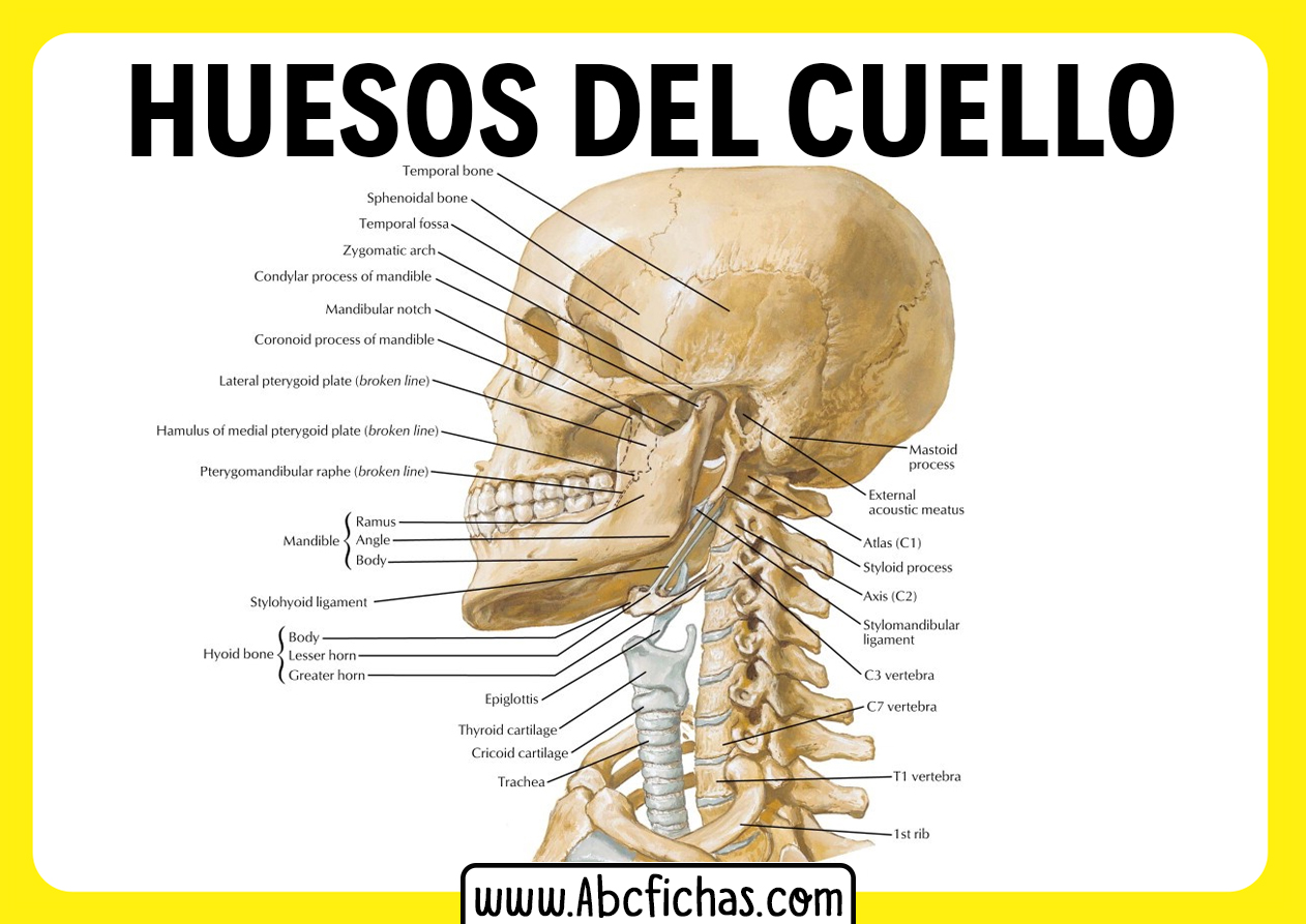 Los huesos del cuello
