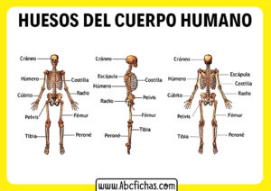 Los huesos del cuerpo humano