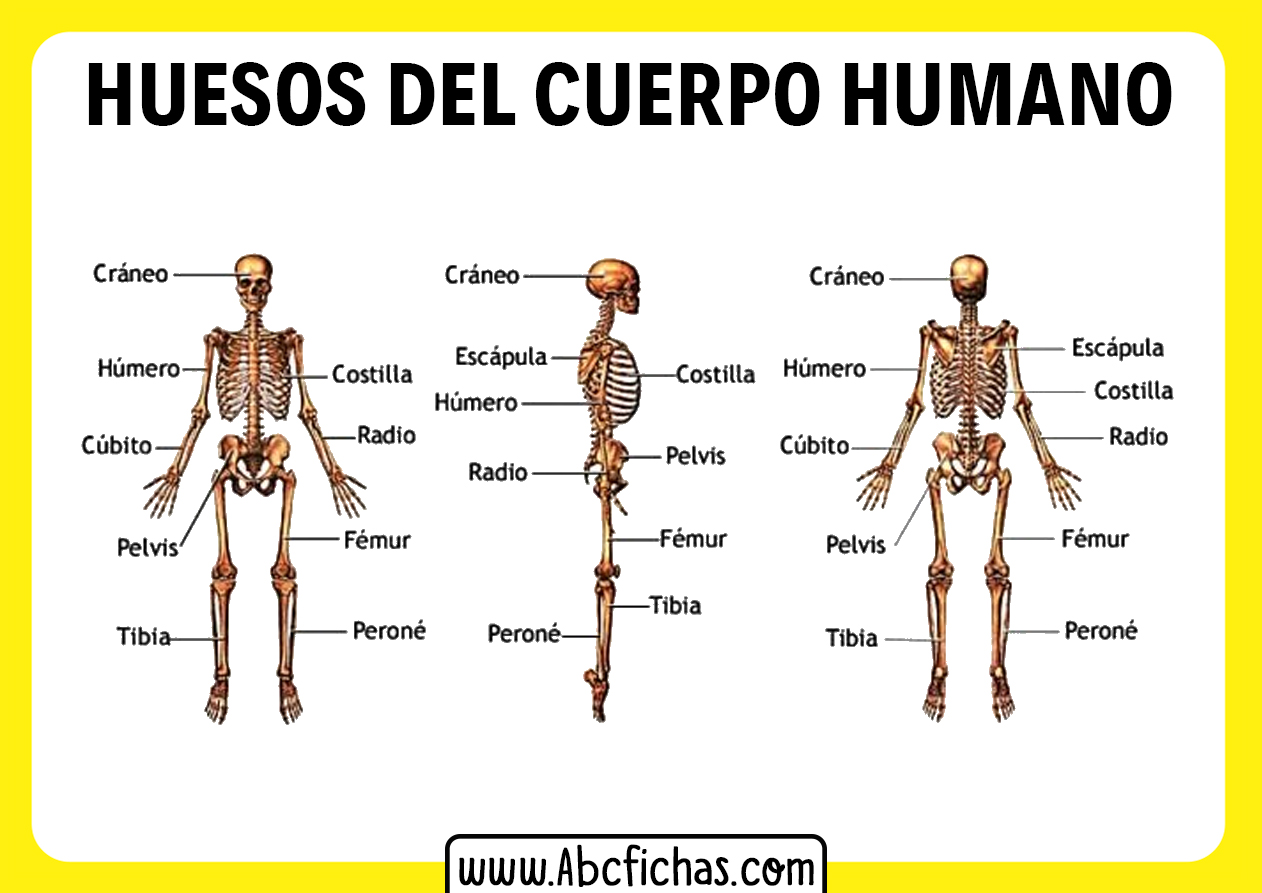 Cual es el hueso mas afilado del cuerpo