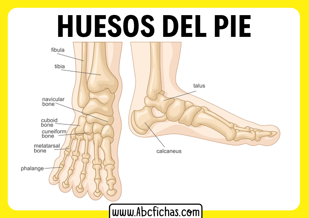 Los huesos del pie