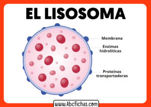Los lisosomas partes y estructura