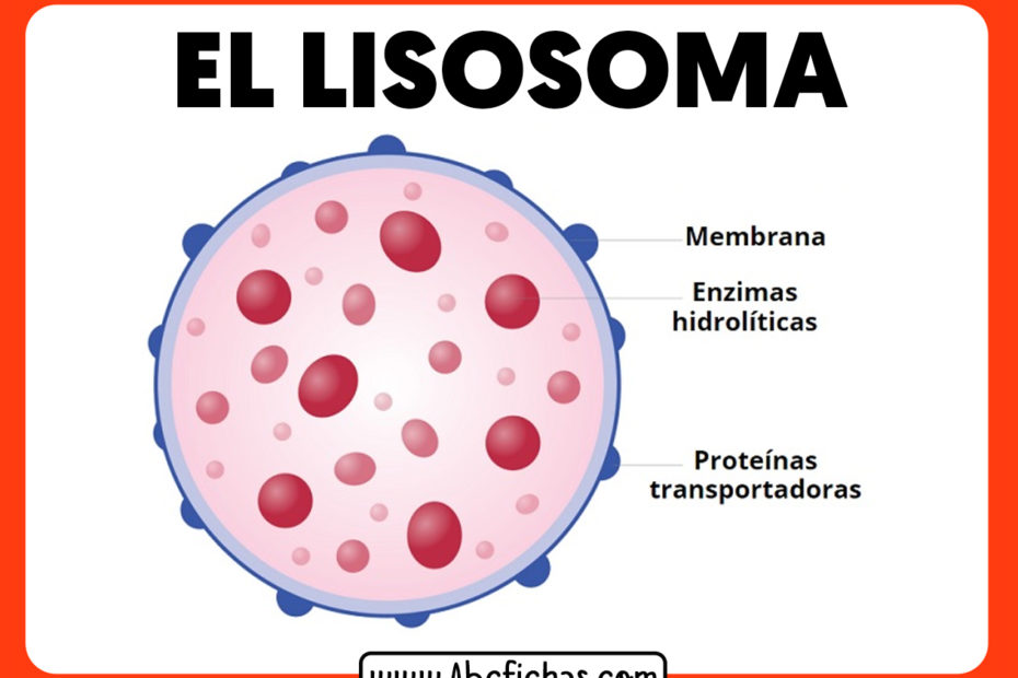 Los lisosomas partes y estructura