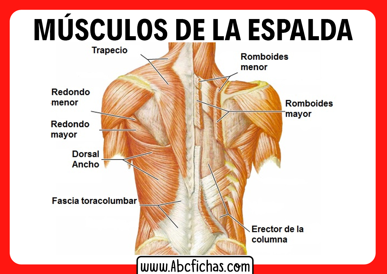 Ancho de espalda hombre promedio