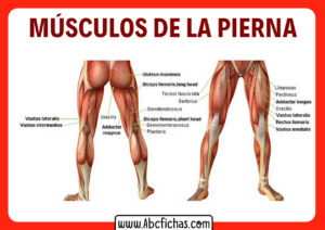 Los musculos de las piernas