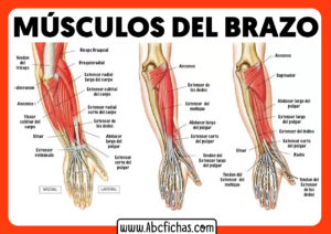 Los musculos del brazo