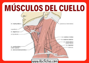 Los musculos del cuello