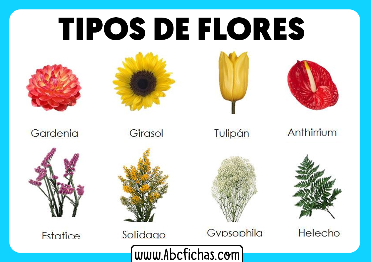 Los tipos de flores