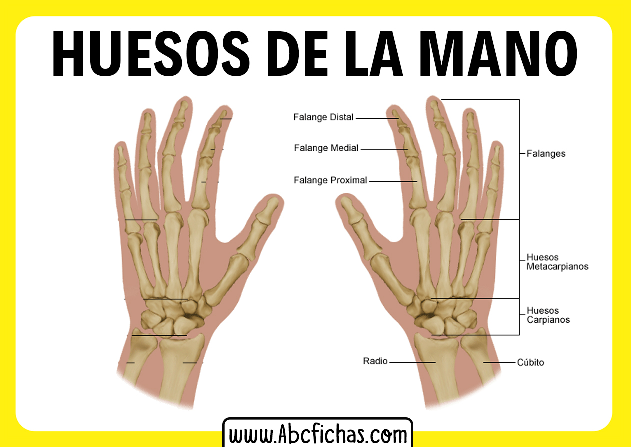 Los huesos de las manos