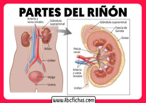 Los riñones y sus partes