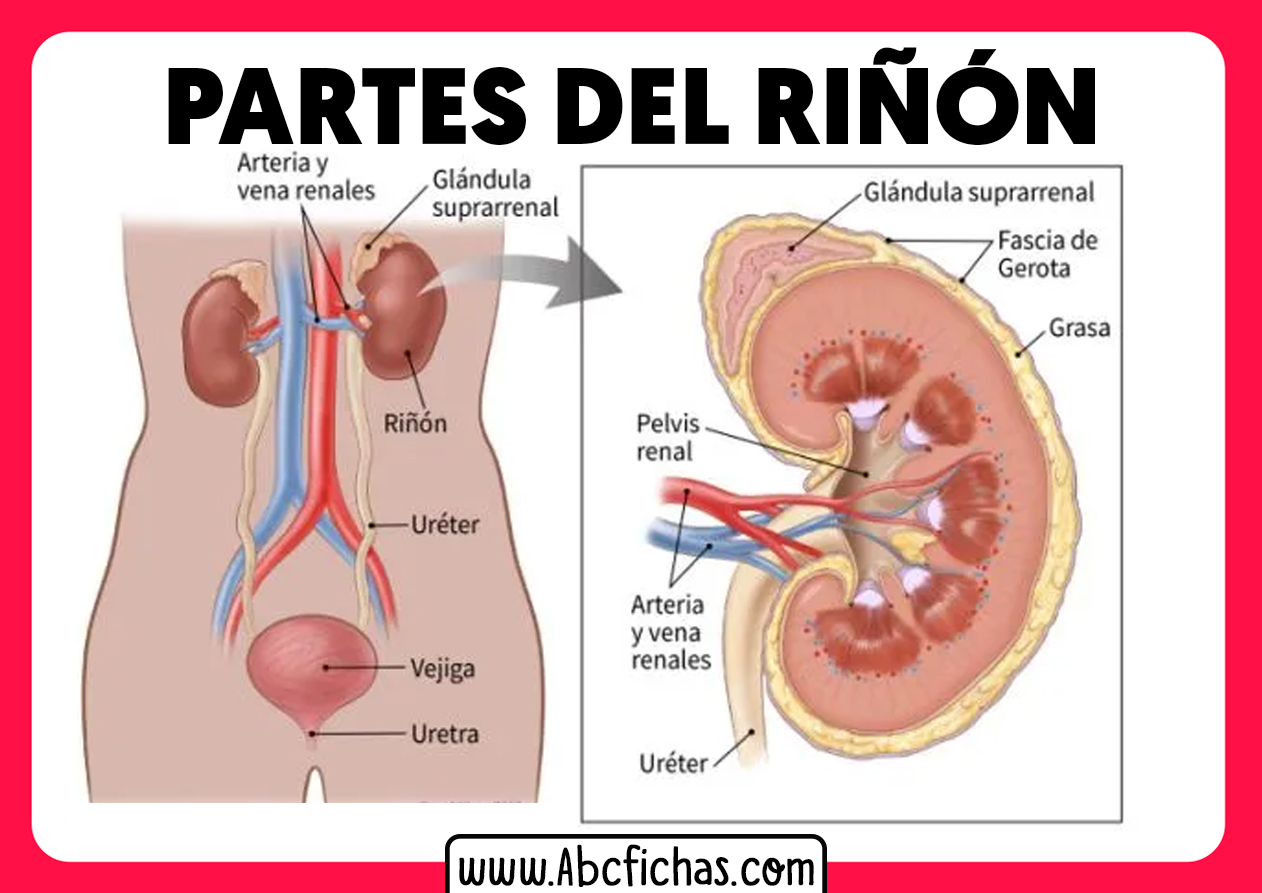 Los riñones y sus partes