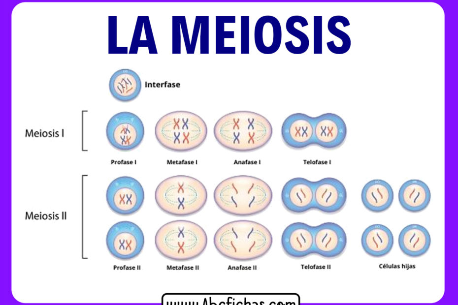 Meiosis y sus fases
