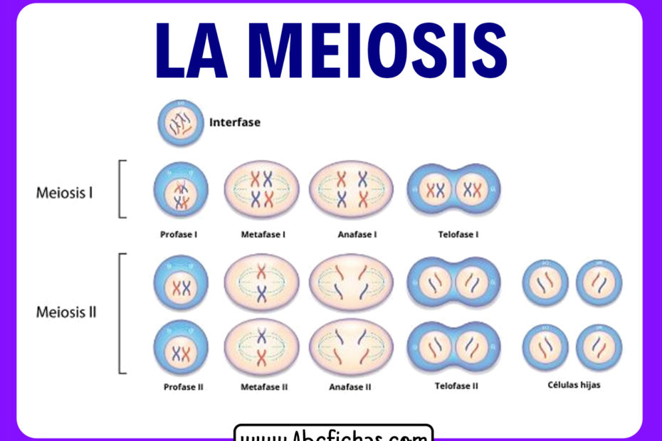 Meiosis y sus fases