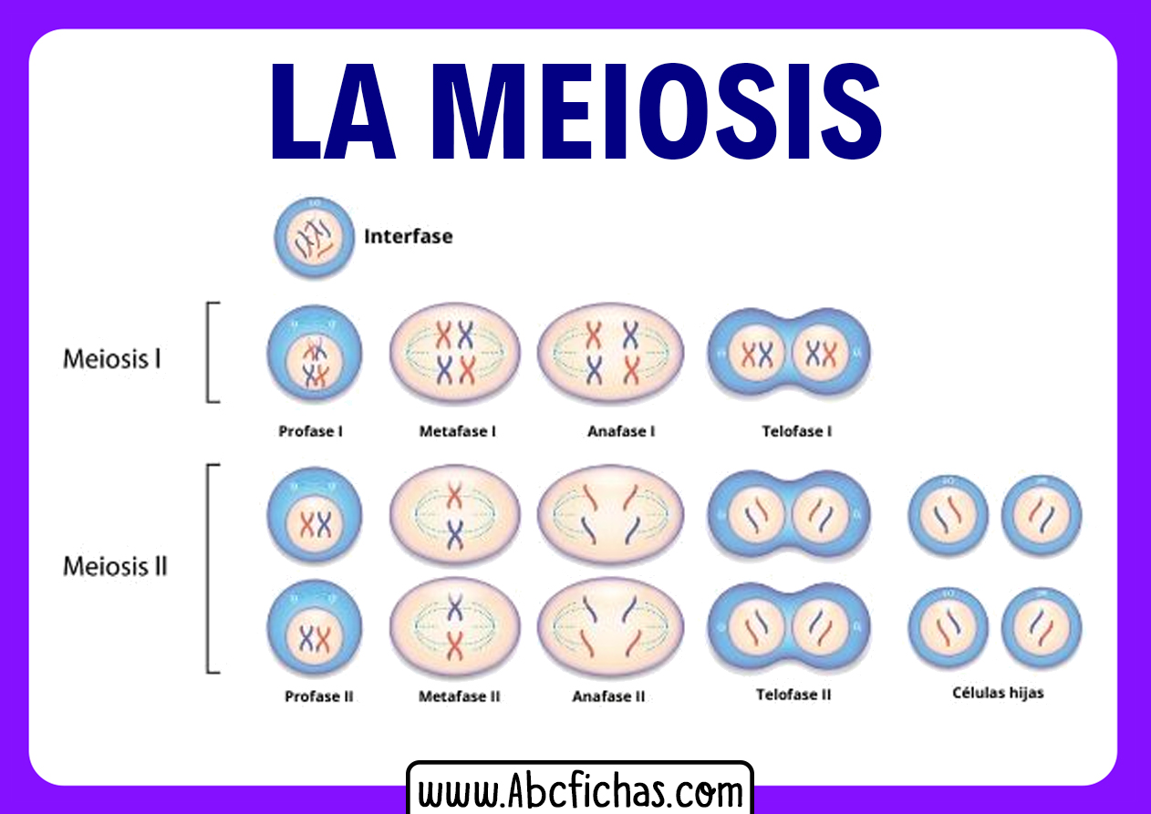 Meiosis y sus fases