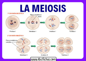 Meiosis y sus partes o fases
