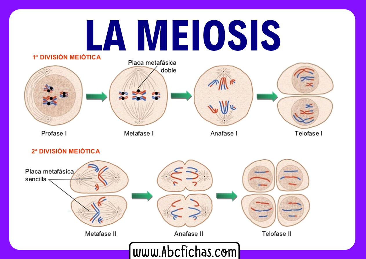 Meiosis Y Sus Partes O Fases Abc Fichas